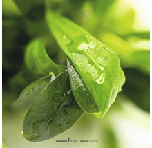 Nahaufnahme von Aquarienpflanzenblättern