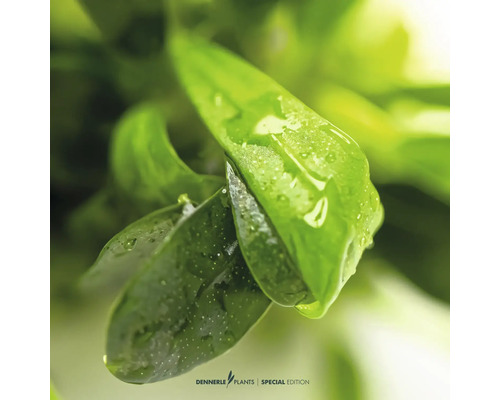 Nahaufnahme von Aquarienpflanzenblättern