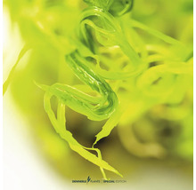 Nahaufnahme einer Grünen Aquarienpflanze, Wendtscher Wasserkelch