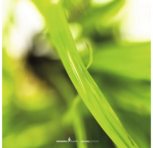 Nahaufnahme von grünen Wasserpflanzen