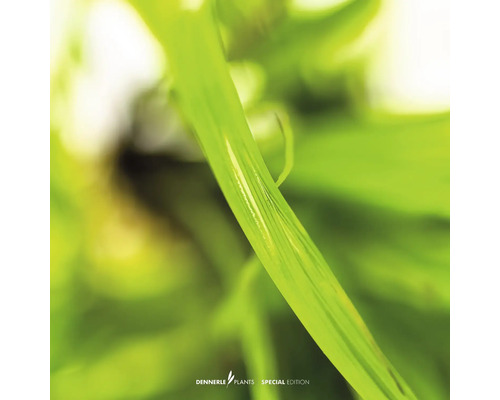 Nahaufnahme von grünen Wasserpflanzen