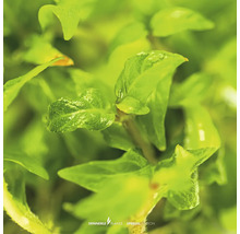 Nahaufnahme der Aquarienpflanze Glossostigma elatinoides