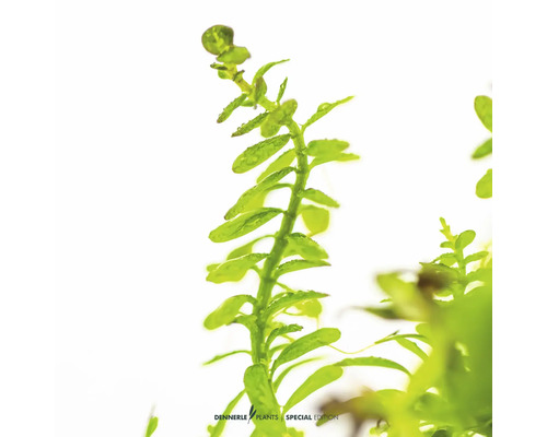 Wasserpflanze im Detail