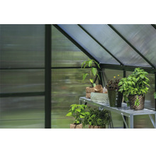 Innenansicht eines Gewächshauses mit Pflanzen auf einem Regal.