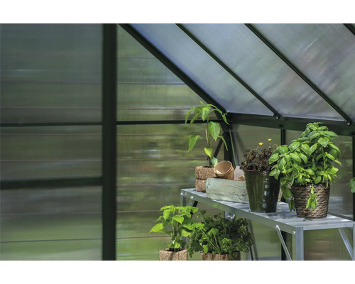 Innenansicht eines Gewächshauses mit Pflanzen auf einem Regal.