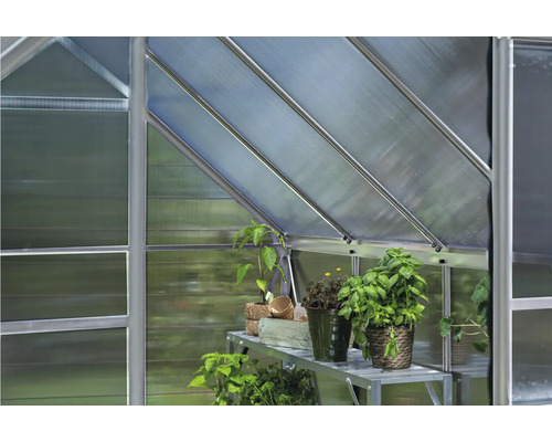 Innenansicht eines Gewächshauses mit Pflanzen auf einem Regal