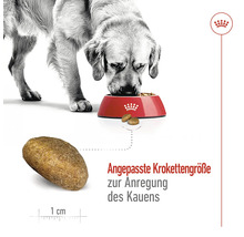 Ein Hund frisst Trockenfutter aus einem Napf. Eine einzelne Krokette ist abgebildet und daneben steht die Information zur angepassten Kroketten Größe zur Anregung des Kauens.
