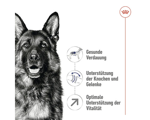 Produktinformationen zu gesundem Futter für Hunde mit Unterstützung für Verdauung, Knochen und Vitalität.