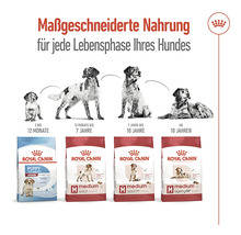 Royal Canin Hundefutter für jede Lebensphase des Hundes