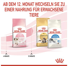 Drei Packungen Royal Canin Katzenfutter: Kittenfutter, Futter für Maine Coon Katzen und Indoor Futter
