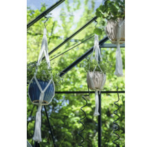 Drei Hängeampeln mit Pflanzen in einem Gewächshaus.