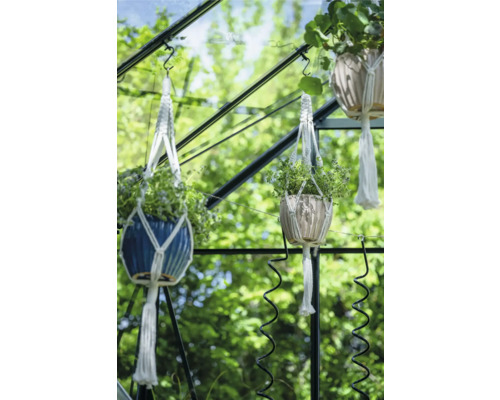 Drei Hängeampeln mit Pflanzen in einem Gewächshaus.