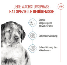 Illustration mit Hundewelpe und Hinweisen zu starker körpereigener Abwehr, Gehirnentwicklung und Unterstützung des Mikrobioms