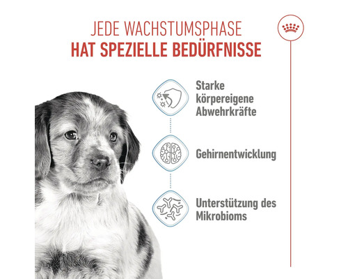 Illustration mit Hundewelpe und Hinweisen zu starker körpereigener Abwehr, Gehirnentwicklung und Unterstützung des Mikrobioms