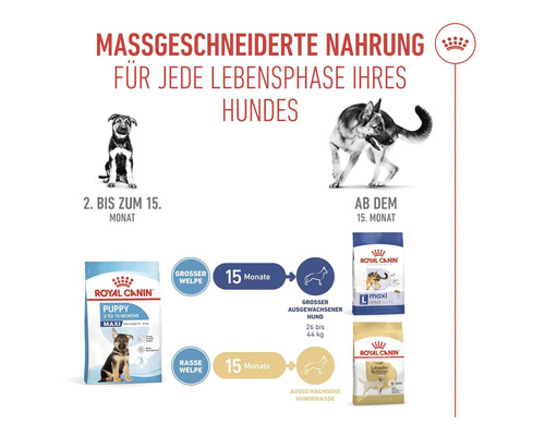 Grafik zur massgeschneiderten Ernährung für jede Lebensphase eines Hundes, mit Produktbeispielen von Royal Canin