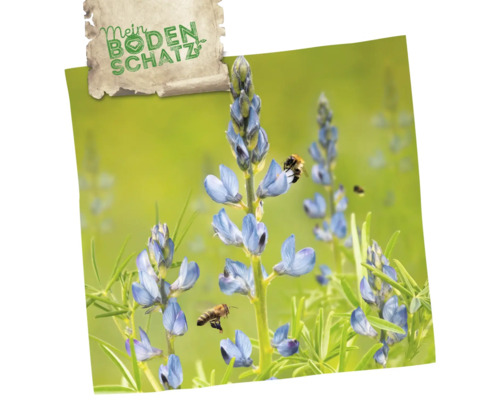 Blühende Lupinen mit Bienen und Mein Bodenschatz Logo