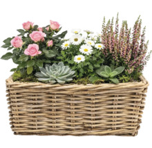 Blumenarrangement mit Rosen, Margeriten, Heidekraut und Sukkulenten in einem Weidenkorb