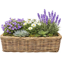 Blumenarrangement mit Lavendel, Gänseblümchen und Sukkulenten in einem Weidenkorb