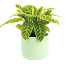 Zimmerpflanze Calathea Zebrina im Topf