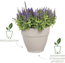 Blumentopf mit Lavendel und Hinweisen zu Abflusslöchern sowie passendem Untersetzer
