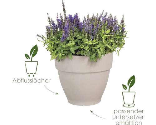 Blumentopf mit Lavendel und Hinweisen zu Abflusslöchern sowie passendem Untersetzer