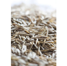 Nahaufnahme von Grassamen