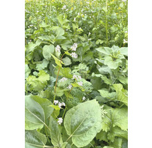 Feld mit Buchweizenpflanzen und großen Blättern