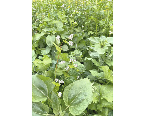 Feld mit Buchweizenpflanzen und großen Blättern