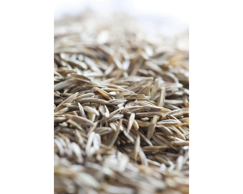 Nahaufnahme von Grassamen