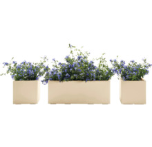 Blumenarrangement mit blauen Blüten in Pflanzkästen