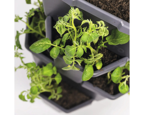 Pflanzturm mit wachsenden Pflanzen in Töpfen