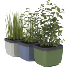 Drei Kräutertöpfe mit Schnittlauch, Petersilie und Basilikum