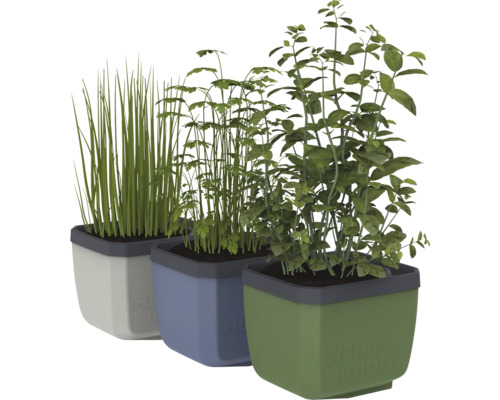 Drei Kräutertöpfe mit Schnittlauch, Petersilie und Basilikum