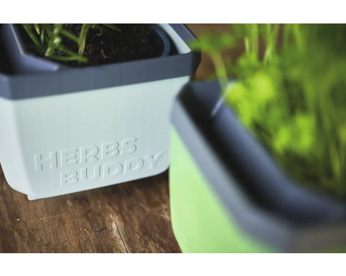 Zwei Kräutertöpfe mit der Aufschrift Herbs Buddy.