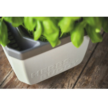 Kräutertopf mit der Aufschrift Herbs Buddy und Kräutern