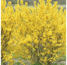 Forsythie im Garten, Frühjahrsblüher