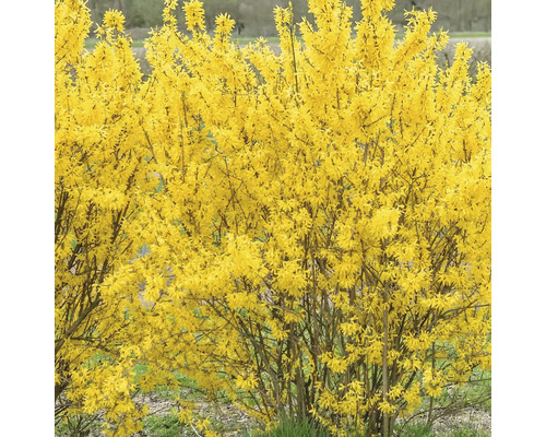 Forsythie im Garten, Frühjahrsblüher