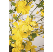 Gelbe Ranunkelstrauch-Blüten mit grünen Blättern