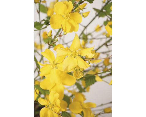 Gelbe Ranunkelstrauch-Blüten mit grünen Blättern