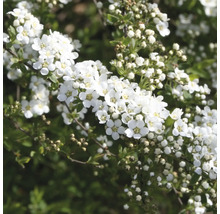 Blühender Spierstrauch mit weißen Blüten