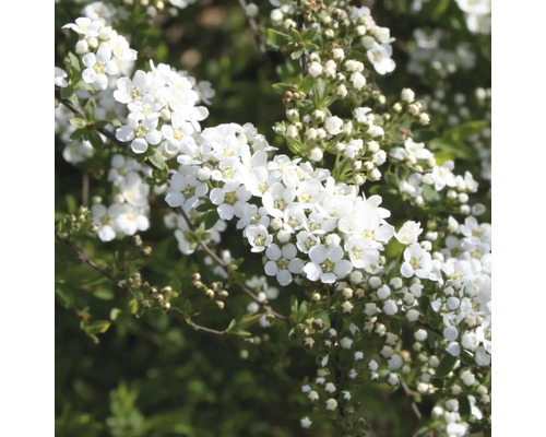 Blühender Spierstrauch mit weißen Blüten