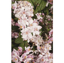 Nahaufnahme einer Deutzie mit Blüten