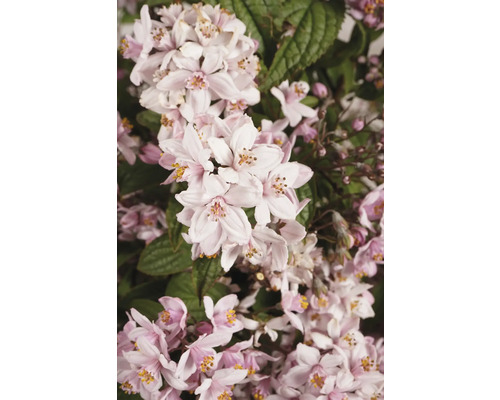 Nahaufnahme einer Deutzie mit Blüten