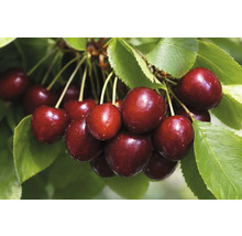 Süßkirschen am Zweig mit Blättern