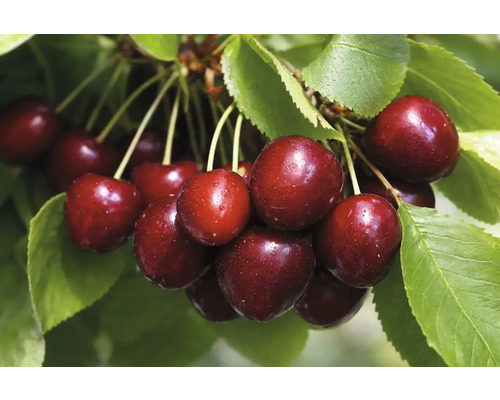 Süßkirschen am Zweig mit Blättern