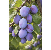 Pflaumen am Ast mit Blättern