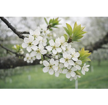 Zweig mit weißen Blüten