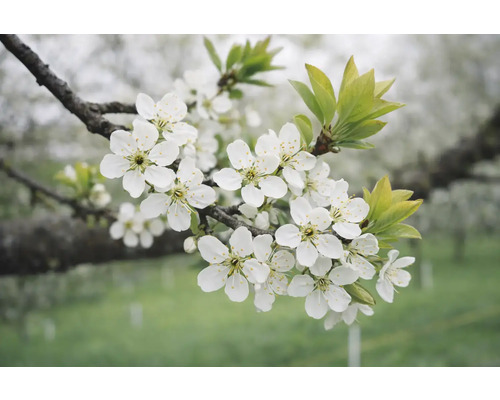Zweig mit weißen Blüten