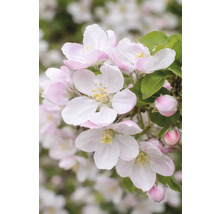 Apfelbaumblüten mit Blütenblättern