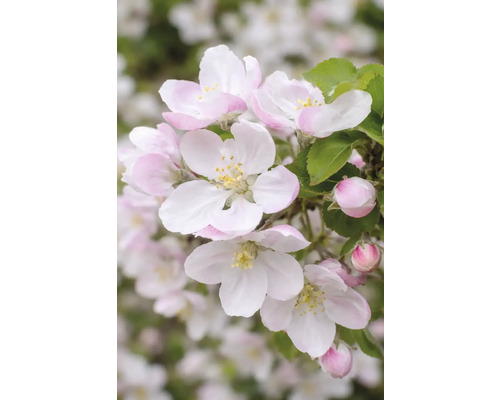 Apfelbaumblüten mit Blütenblättern